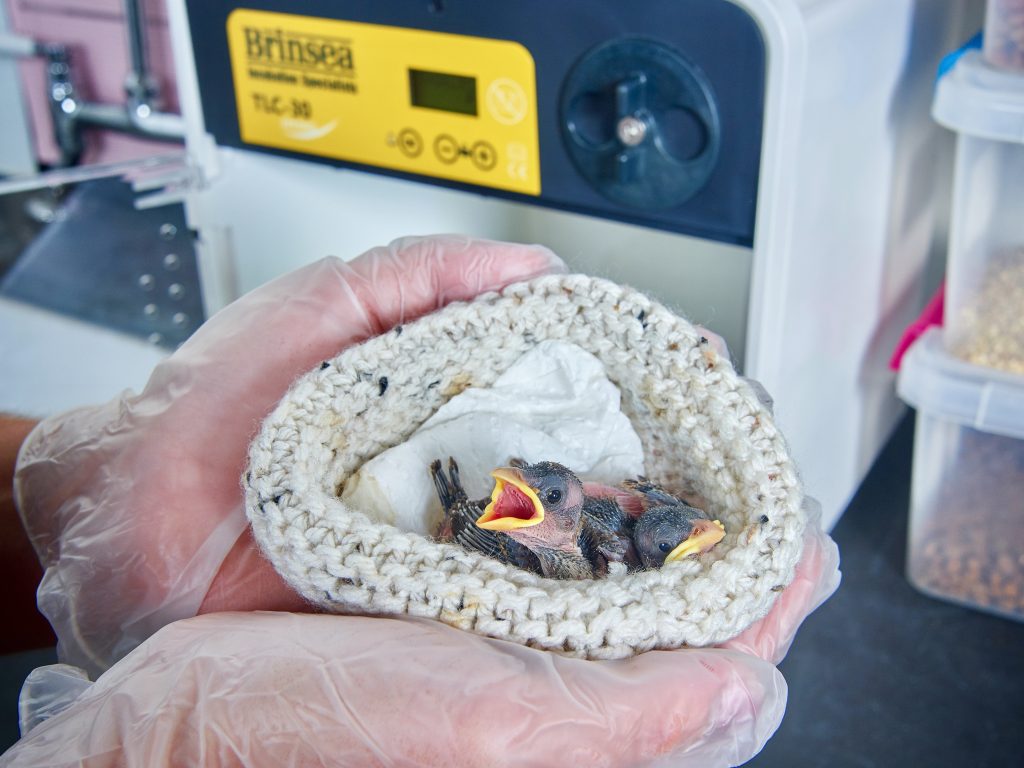 Still from a Brinsea Product shoot in 2024. Bristol Video Co.